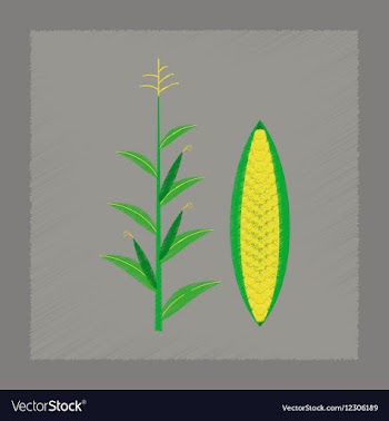 Flat shading style zea mays vector image