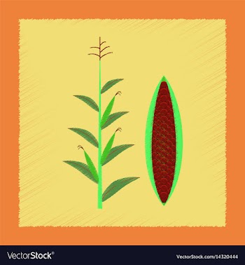 Flat shading style zea mays vector image