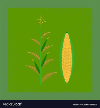 Flat shading style zea mays vector image