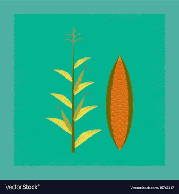 Flat shading style zea mays vector image