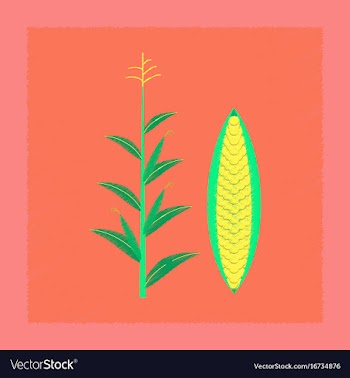 Flat shading style zea mays vector image
