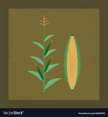 Flat shading style zea mays vector image