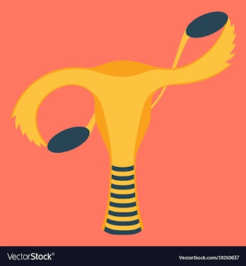Flat showing female reproductive system vector image