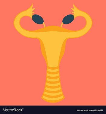 Flat showing female reproductive system vector image