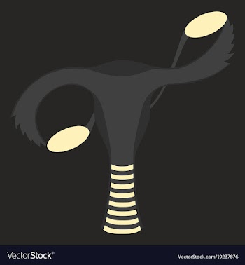 Flat showing female reproductive system vector image