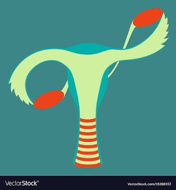 Flat showing female reproductive system vector image