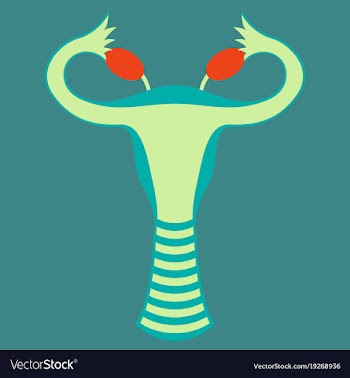 Flat showing female reproductive system vector image