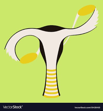 Flat showing female reproductive system vector image