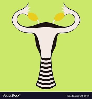 Flat showing female reproductive system vector image