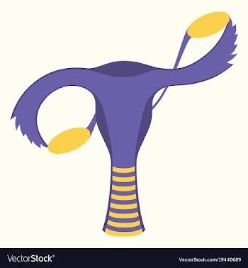 Flat showing female reproductive system vector image