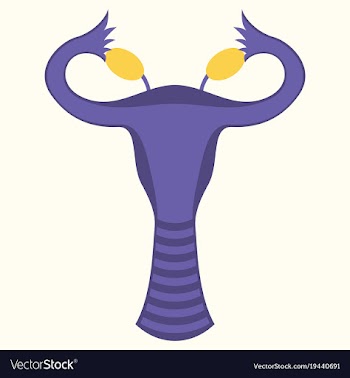 Flat showing female reproductive system vector image
