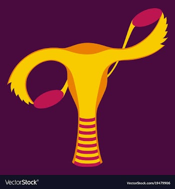 Flat showing female reproductive system vector image