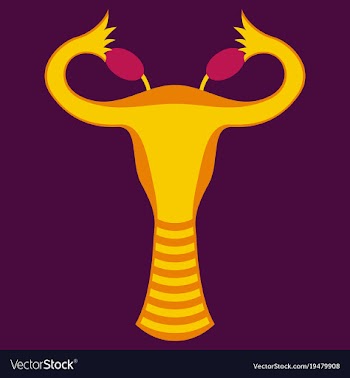 Flat showing female reproductive system vector image