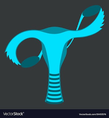 Flat showing female reproductive system vector image