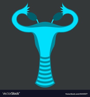 Flat showing female reproductive system vector image