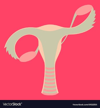 Flat showing female reproductive system vector image
