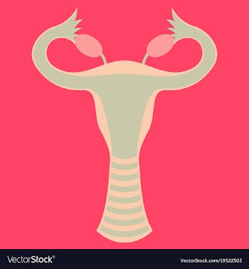 Flat showing female reproductive system vector image