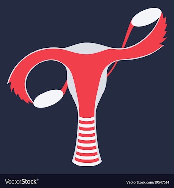 Flat showing female reproductive system vector image