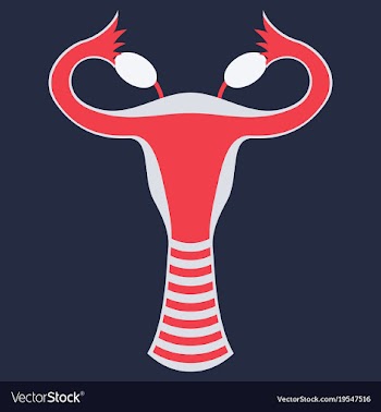 Flat showing female reproductive system vector image