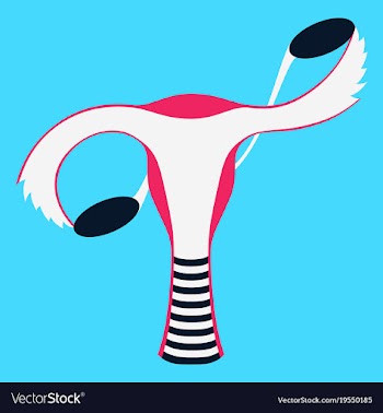 Flat showing female reproductive system vector image