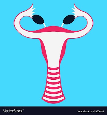 Flat showing female reproductive system vector image
