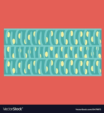 Flat showing type of muscle cells vector image