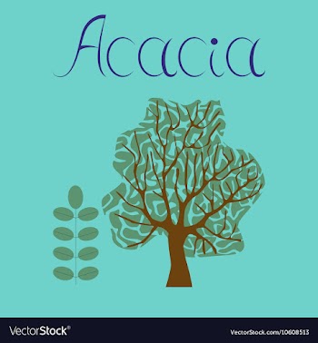 Flat stylish background plant Acacia vector image