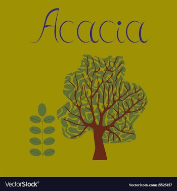 Flat stylish background plant acacia vector image