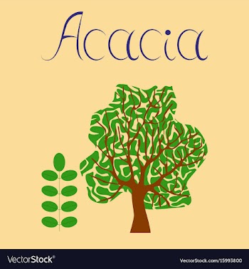 Flat stylish background plant acacia vector image