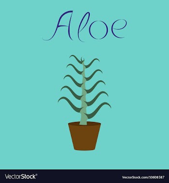Flat stylish background plant Aloe vector image