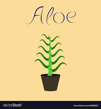 Flat stylish background plant aloe vector image