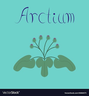 Flat stylish background plant Arctium vector image