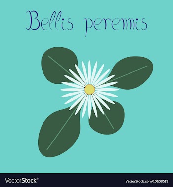Flat stylish background plant Bellis vector image