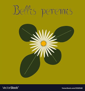Flat stylish background plant bellis vector image