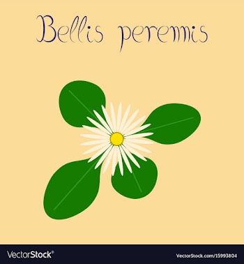 Flat stylish background plant bellis vector image