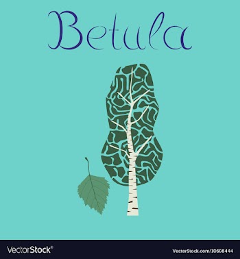Flat stylish background plant Betula vector image