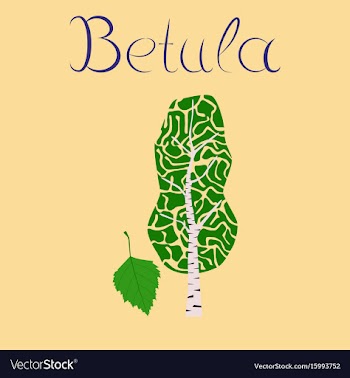 Flat stylish background plant betula vector image