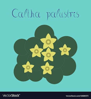 Flat stylish background plant Caltha vector image