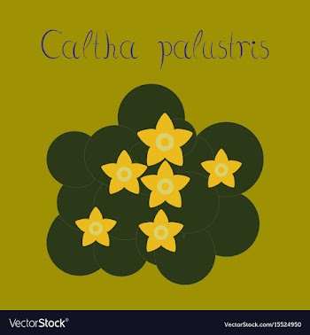 Flat stylish background plant caltha vector image