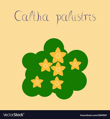 Flat stylish background plant caltha vector image