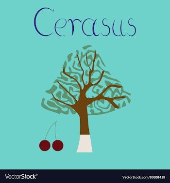 Flat stylish background plant Cerasus vector image