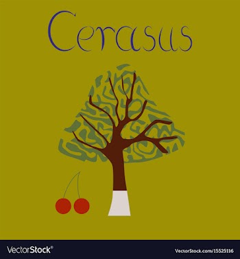 Flat stylish background plant cerasus vector image