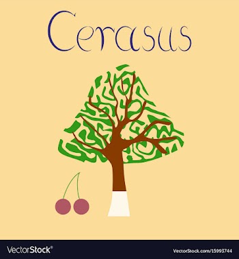 Flat stylish background plant cerasus vector image