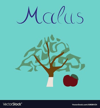 Flat stylish background plant Malus vector image