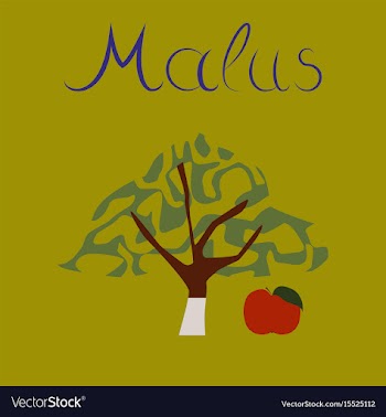 Flat stylish background plant malus vector image