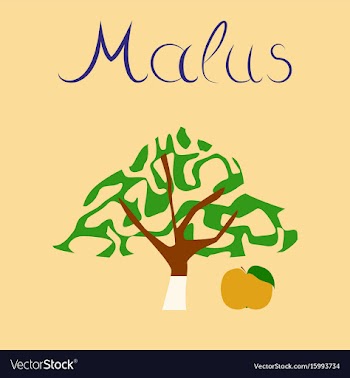 Flat stylish background plant malus vector image
