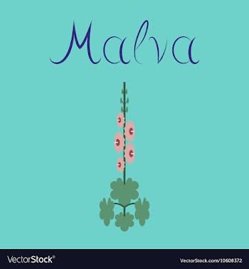 Flat stylish background plant Malva vector image