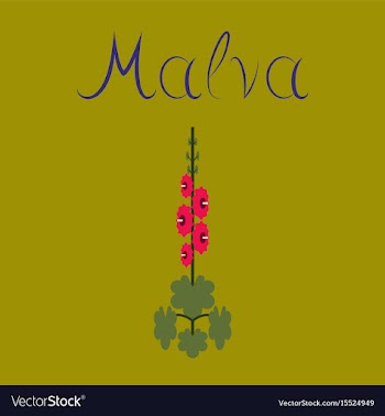 Flat stylish background plant malva vector image