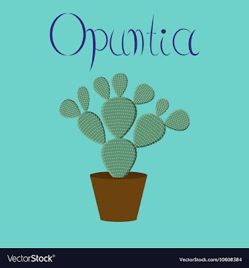 Flat stylish background plant Opuntia vector image