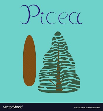 Flat stylish background plant Picea vector image